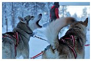 Фото з туру Зустріч з Сантою в Лапландії, 28 грудня 2023 від туриста Smuk 