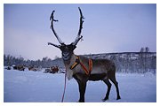 Фото из тура Встреча с Сантой в Лапландии, 28 декабря 2023 от туриста Дарина