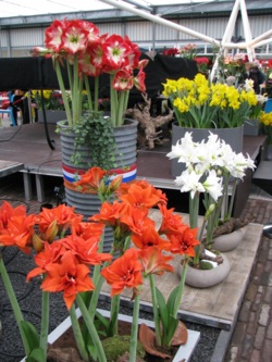 Фото из тура Париж, цветы... и Комплименты! Амстердам, Брюссель, Париж, Люксембург, Кельн, 07 апреля 2014 от туриста Ата
