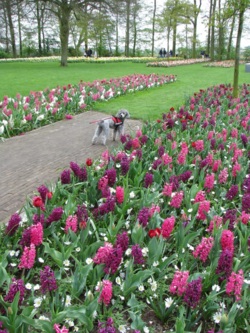 Фото з туру Париж, квіти..... і Компліменти! Амстердам, Брюссель, Париж, Люксембург, Кельн, 07 квітня 2014 від туриста Ата