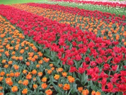 Фото из тура Париж, цветы... и Комплименты! Амстердам, Брюссель, Париж, Люксембург, Кельн, 07 апреля 2014 от туриста Ата