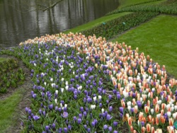 Фото з туру Зустрінемось в Амстердамі + парк "Кекенхоф" і парк розваг Ефтелінг!!!, 23 березня 2015 від туриста Вик