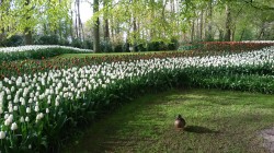 Фото из тура Счастливый Случай… Амстердам, Париж, Брюссель и Люксембург, 25 апреля 2016 от туриста flower