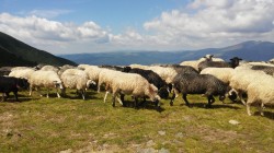 Фото з туру Карпатських гір передзвін, 16 липня 2016 від туриста Катруся