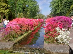 Фото из тура Цветочное королевство Амстердам Гамбург, Бремен, Ганновер, 07 мая 2016 от туриста LediGala