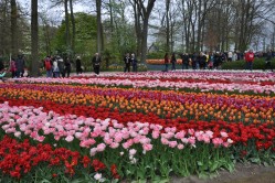 Фото з туру Королівські промінчики - БеНіЛюкс: Нідерланди + Бельгія + Люксембург!!!, 20 квітня 2017 від туриста tvryabinina