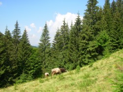 Фото з туру Карпатських гір передзвін, 17 липня 2017 від туриста Оксана