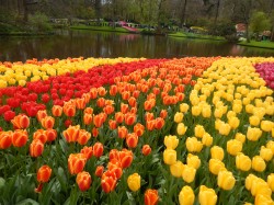 Фото из тура Париж, цветы... и Комплименты! Амстердам, Брюссель, Париж, Люксембург, Кельн, 20 апреля 2017 от туриста Алёнка