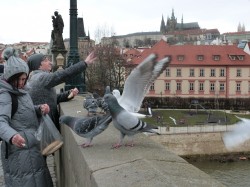 Фото з туру Празьке дежавю  Прага та Відень, 04 січня 2018 від туриста German