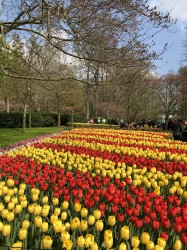 Фото з туру Пікнічок в Амстердамі , 11 квітня 2019 від туриста Tati 