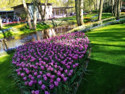 Фото из тура Встретимся в Амстердаме + парк "Кекенхоф" и парк Эфтелинг!!!, 17 апреля 2019 от туриста Lena