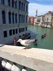 Фото из тура Прекрасная венецианка! Вена, Верона и Будапешт!, 14 июня 2019 от туриста Lelena