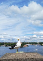 Фото из тура Балтийские берега  Вильнюс, Рига, Таллин + Стокгольм!, 14 июля 2019 от туриста TeSt