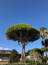 Фото з туру «Релакс» по-італійськи: Тірренське узбережжя + Рим, Флоренція і Венеція!, 04 вересня 2019 від туриста Лора