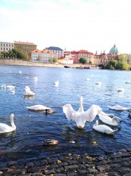 Фото из тура Лучшие подружки Чешского королевства Прага, Дрезден, Карловы Вары + Краков, 24 октября 2019 от туриста Vita