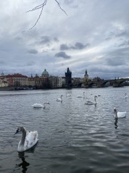 Фото з туру Любов і голуби… Париж, Франкфурт, Дрезден і Прага!!!, 26 лютого 2020 від туриста Anna