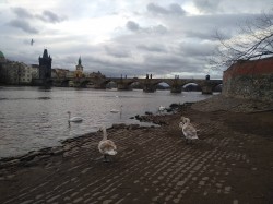 Фото из тура Любовь и голуби… Париж, Франкфурт, Дрезден и Прага!!!, 26 февраля 2020 от туриста Irina