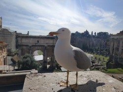 Фото з туру Італійські мелодії… Флоренція, Рим, Венеція, 06 березня 2020 від туриста Katya2019