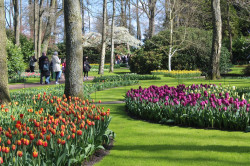 Фото из тура Встретимся в Амстердаме + парк "Кекенхоф" и парк Эфтелинг!!!, 11 апреля 2023 от туриста Piven