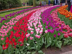 Фото из тура Встретимся в Амстердаме + парк "Кекенхоф" и парк Эфтелинг!!!, 28 апреля 2023 от туриста Наталя