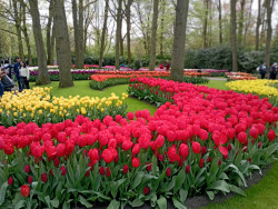 Фото из тура Встретимся в Амстердаме + парк "Кекенхоф" и парк Эфтелинг!!!, 28 апреля 2023 от туриста Yulia PP