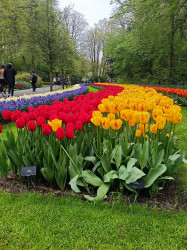 Фото з туру Зустрінемось в Амстердамі + парк "Кекенхоф" і парк розваг Ефтелінг!!!, 28 квітня 2023 від туриста Iryna 