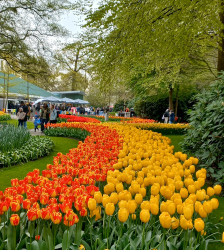 Фото из тура Встретимся в Амстердаме + парк "Кекенхоф" и парк Эфтелинг!!!, 28 апреля 2023 от туриста MariaM