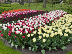 Фото из тура Здравствуй, милый Амстердам!, 28 апреля 2023 от туриста валентина