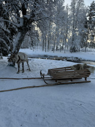 Фото з туру Зустріч з Сантою в Лапландії, 28 грудня 2023 від туриста Дарина