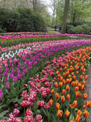 Фото из тура Встретимся в Амстердаме + парк "Кекенхоф" и парк Эфтелинг!!!, 12 апреля 2024 от туриста 0209
