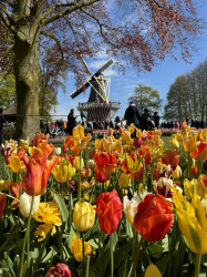 Фото з туру Зустрінемось в Амстердамі + парк "Кекенхоф" і парк розваг Ефтелінг!!!, 20 квітня 2024 від туриста Тетяна 