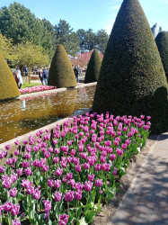 Фото з туру Зустрінемось в Амстердамі + парк "Кекенхоф" і парк розваг Ефтелінг!!!, 20 квітня 2024 від туриста ВОЛОДИМИР