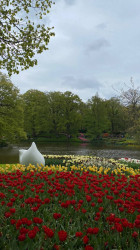 Фото з туру Зустрінемось в Амстердамі + парк "Кекенхоф" і парк розваг Ефтелінг!!!, 22 квітня 2024 від туриста Viki4770