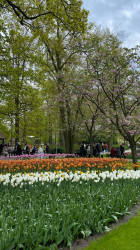 Фото з туру Зустрінемось в Амстердамі + парк "Кекенхоф" і парк розваг Ефтелінг!!!, 22 квітня 2024 від туриста Viki4770