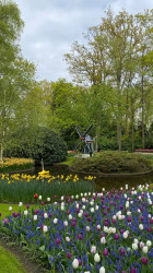 Фото з туру Зустрінемось в Амстердамі + парк "Кекенхоф" і парк розваг Ефтелінг!!!, 22 квітня 2024 від туриста Raisa53