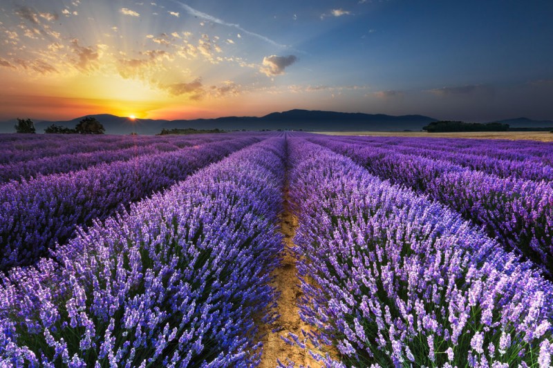 Будь в тренді – фіолетовий рай!!!