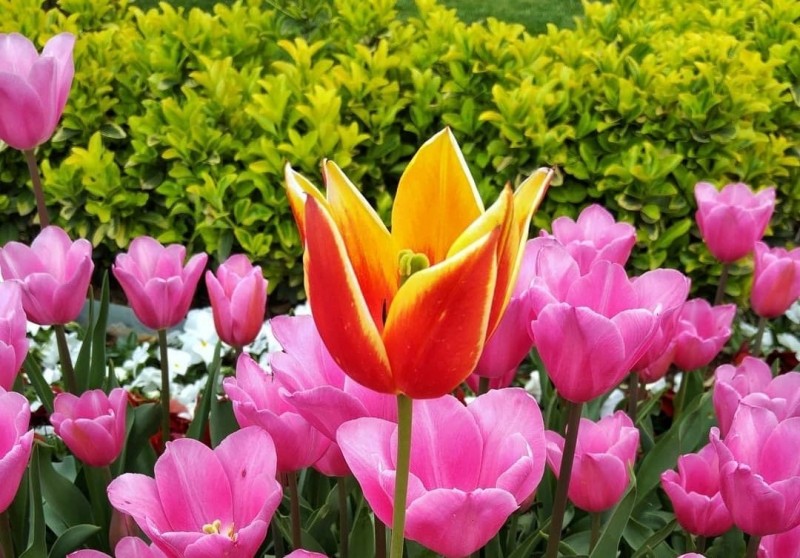 У Туреччині вважають, що в тюльпан, як в красиву леді, побачивши один раз, закохуєшся назавжди!