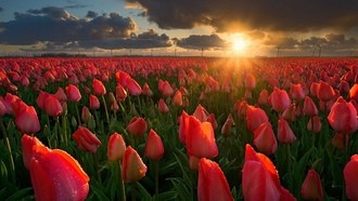 Нидерланды - Фестиваль цветов | Парк Кекенгоф + Парад Блюменкорсо | Тюльпановый рай с Аккорд-тур