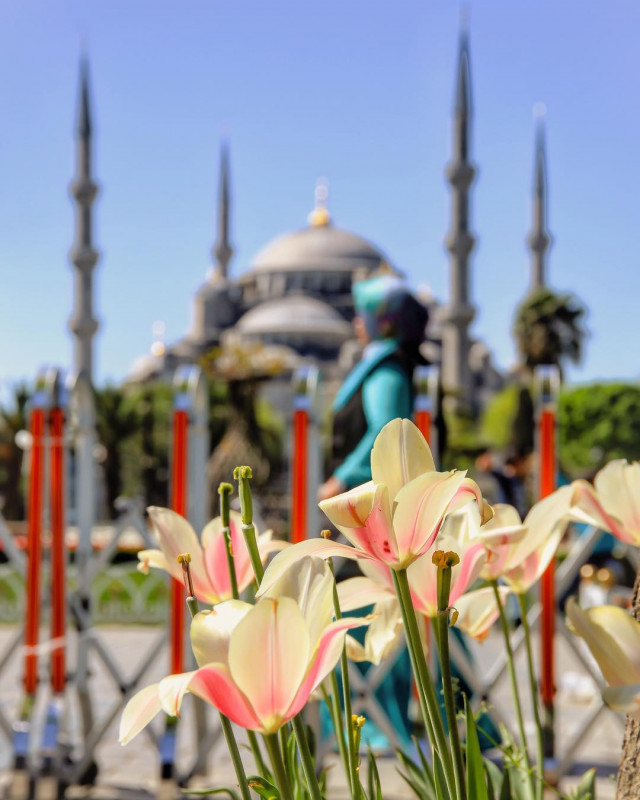 Фестиваль тюльпанів у Стамбулі – вражаюче свято!