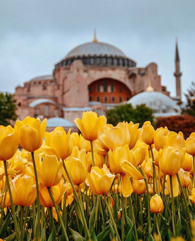 В Стамбул весна приходить з розквітом тюльпанів. 