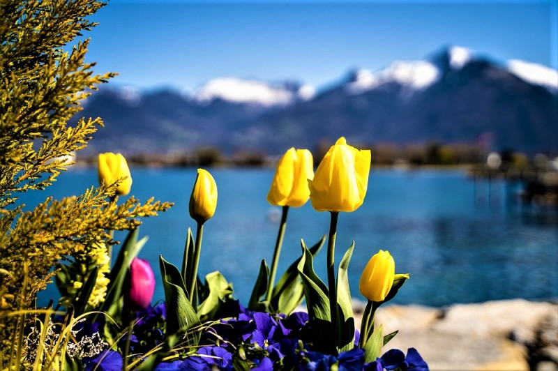 Швейцарські Альпи, весна на острові Майнау... Гарантовано їдемо насолоджуватись красою!
