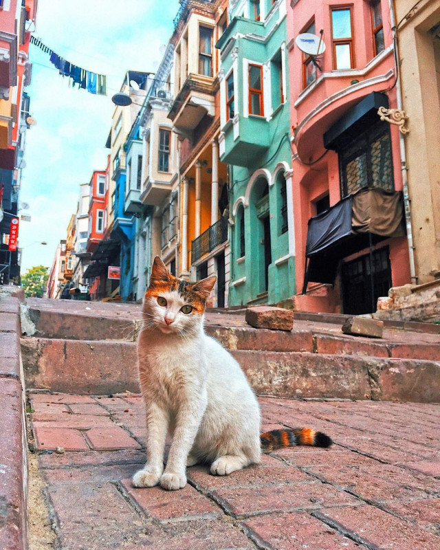 Стамбул - рай для любителів котів!