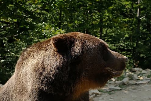 Реабилитационный центр медведей, Украина