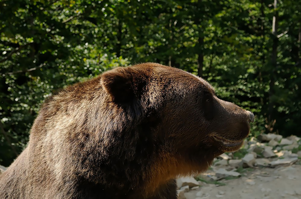 Реабилитационный центр медведей, Украина