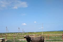буйволина ферма "Карпатський буйвіл", Україна