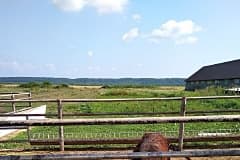 буйволиная ферма "Карпатский буйвол", Украина