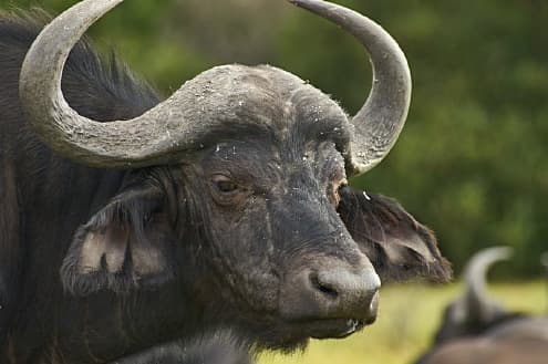 буйволиная ферма "Карпатский буйвол", Украина